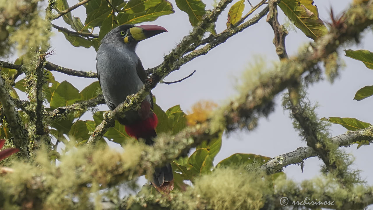 Gray-breasted mountain-toucan