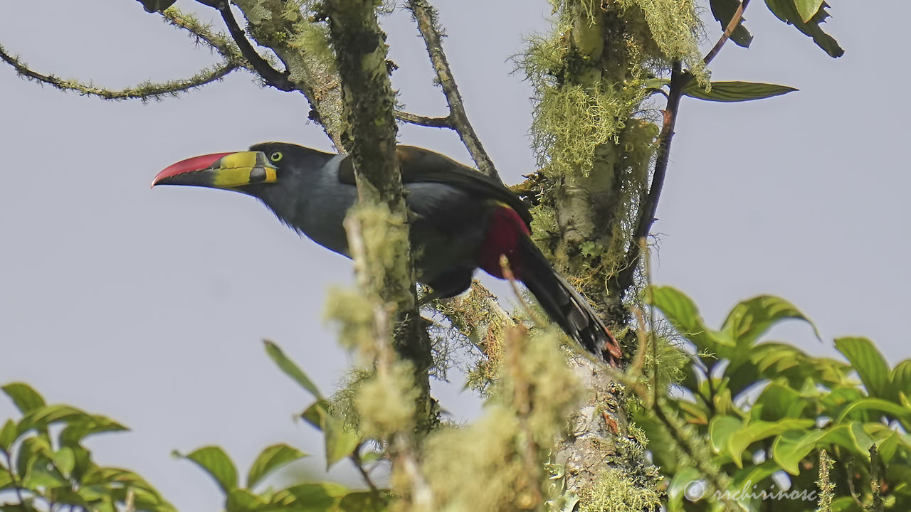 Gray-breasted mountain-toucan