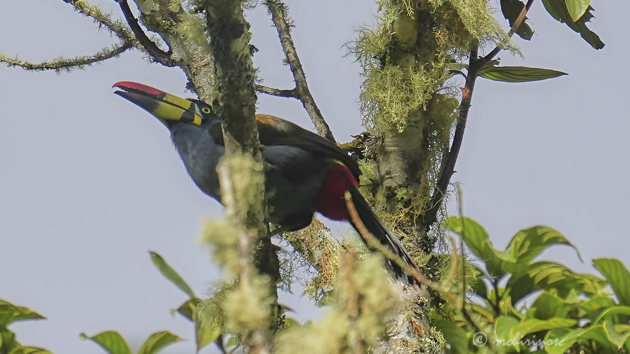 Gray-breasted mountain-toucan