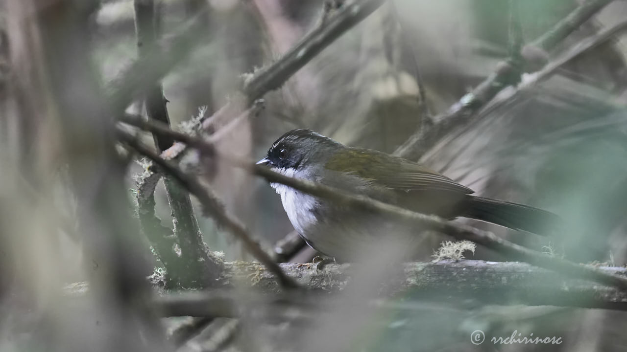 Gray-browed brushfinch