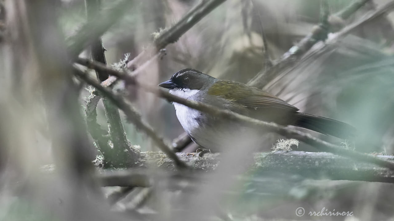 Gray-browed brushfinch