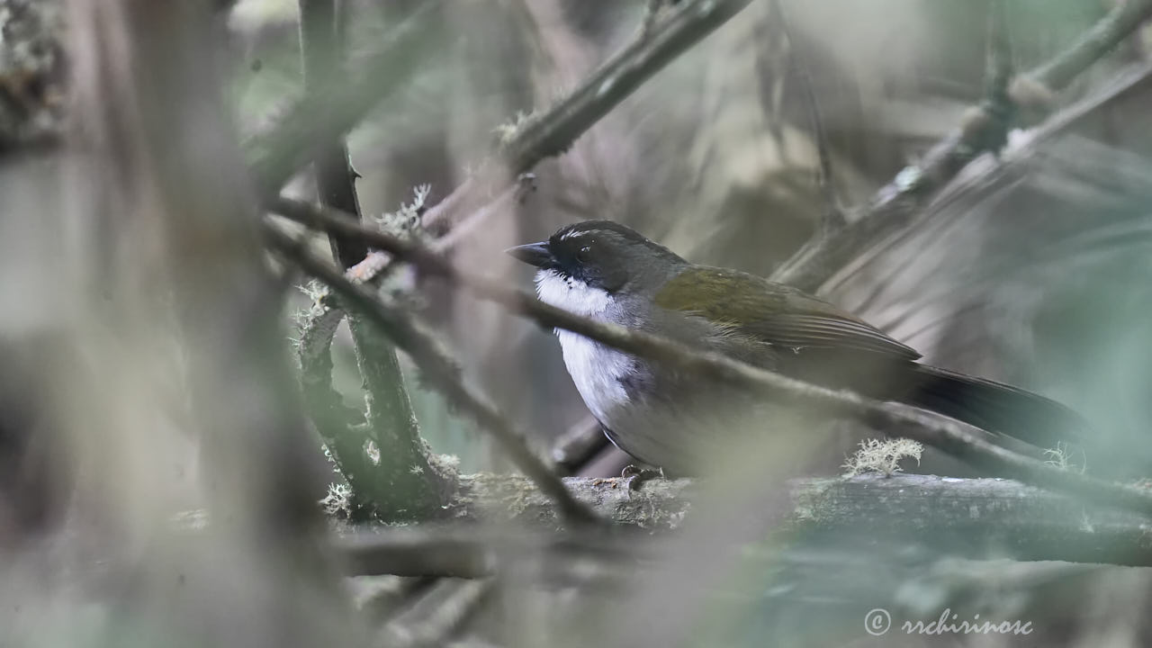 Gray-browed brushfinch