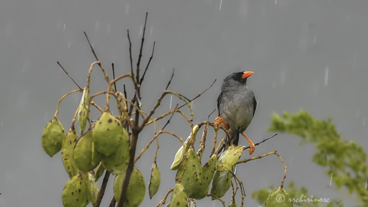 Gray-winged inca-finch
