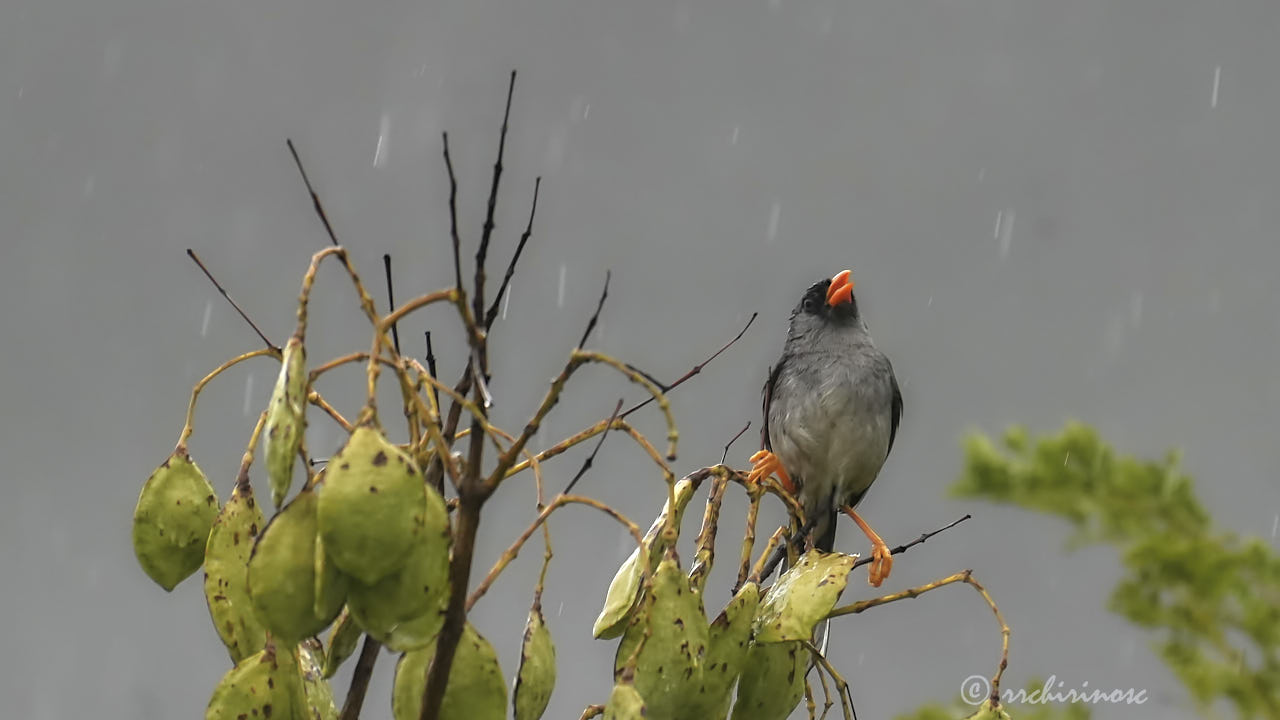 Gray-winged inca-finch