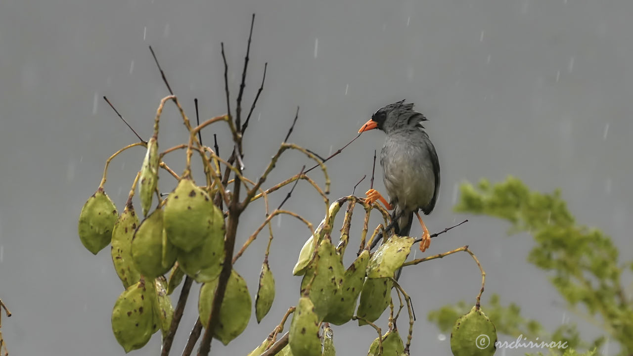 Gray-winged inca-finch