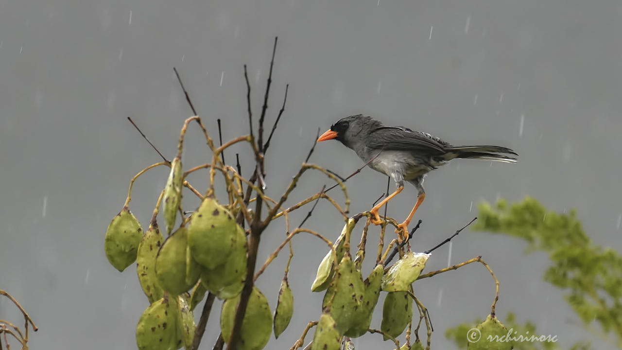 Gray-winged inca-finch
