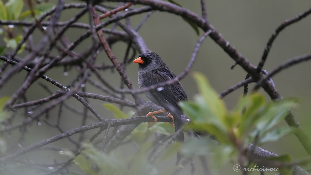 Gray-winged inca-finch