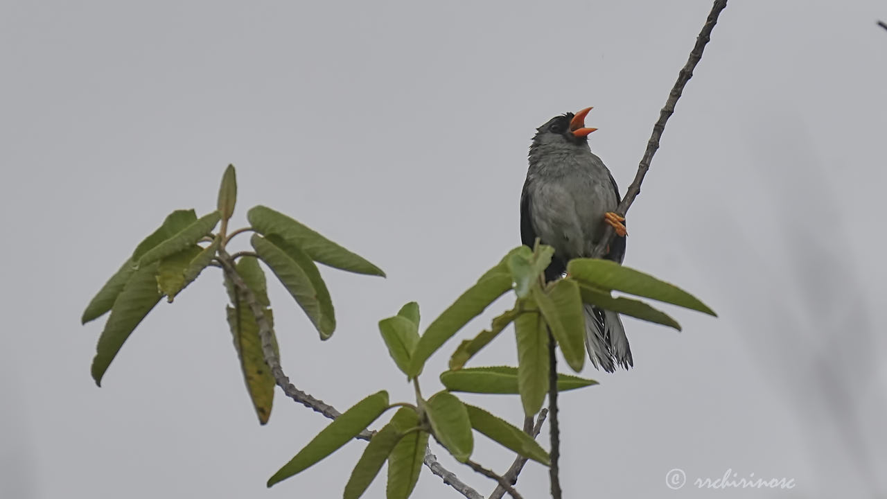 Gray-winged inca-finch