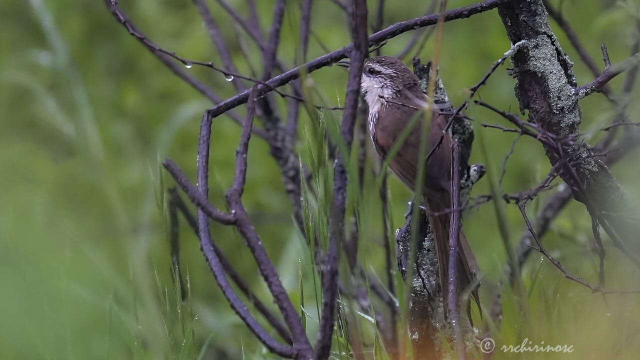 Great spinetail