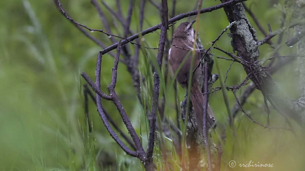 Great spinetail