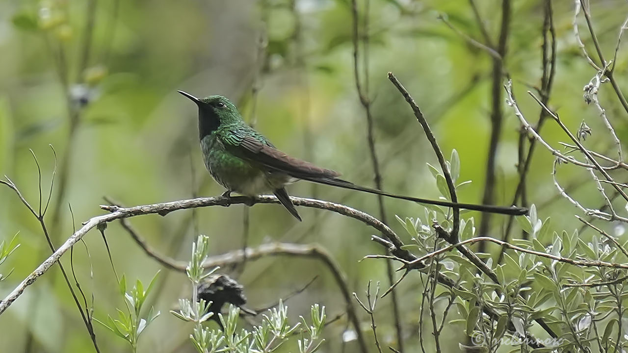 Green-tailed trainbearer