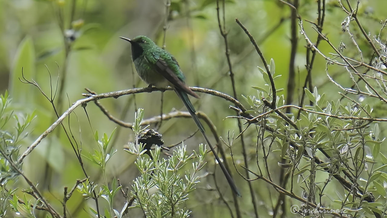 Green-tailed trainbearer