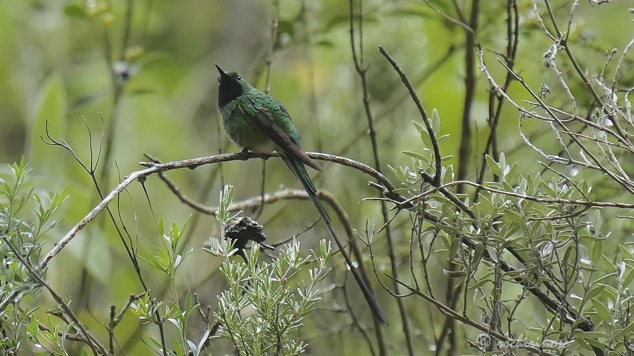 Green-tailed trainbearer