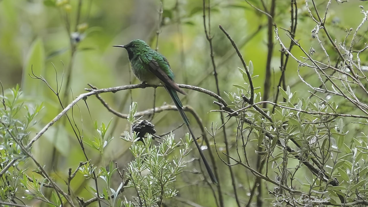 Green-tailed trainbearer