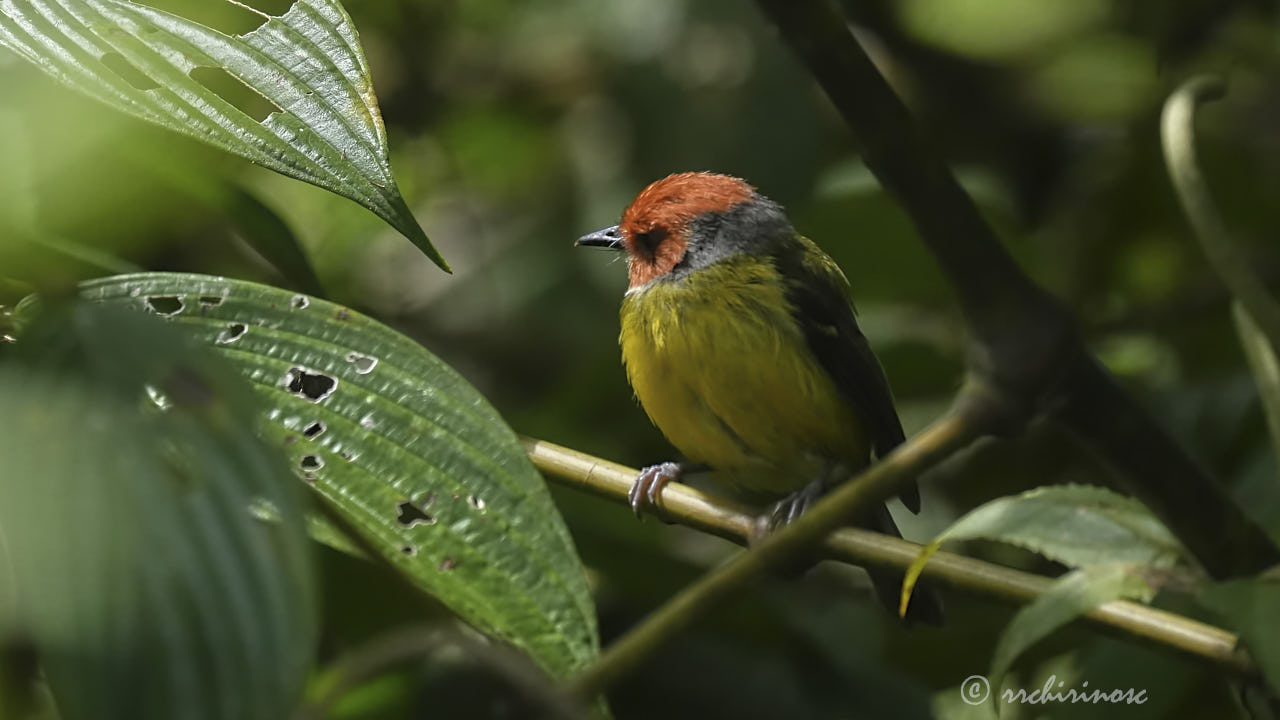 Johnson's tody-flycatcher