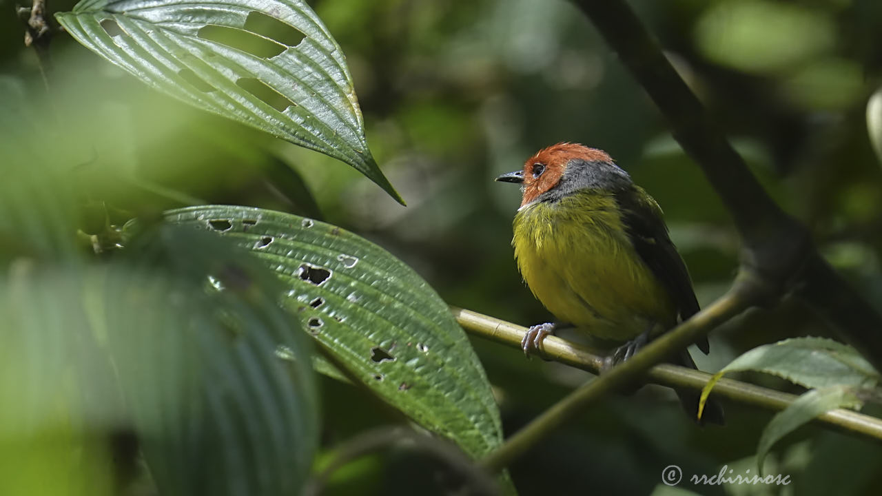 Johnson's tody-flycatcher
