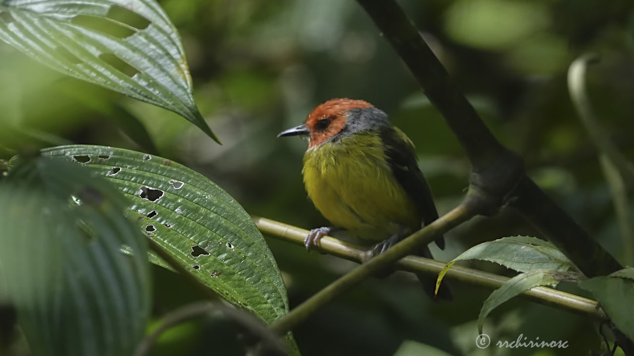 Johnson's tody-flycatcher