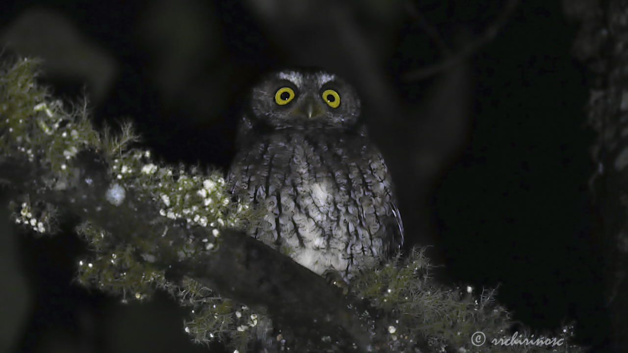 Koepcke's screech-owl