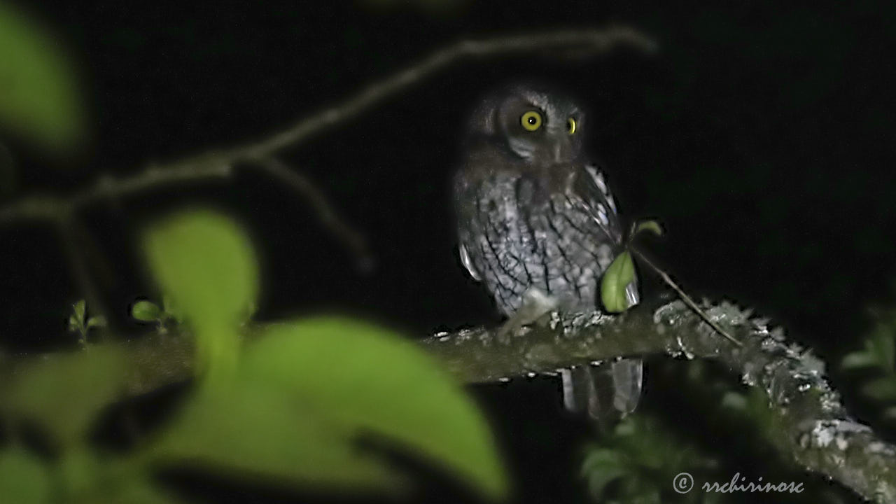 Koepcke's screech-owl