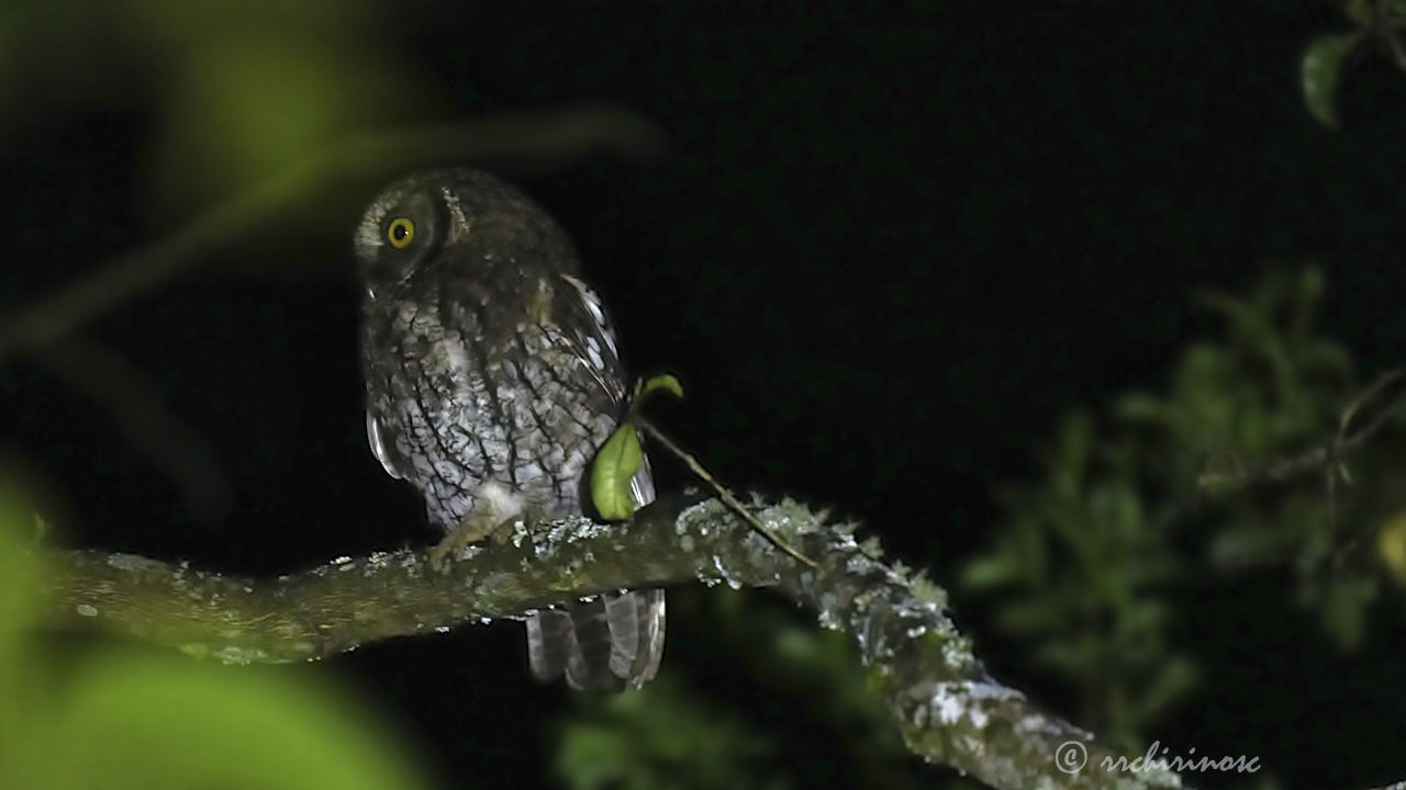 Koepcke's screech-owl