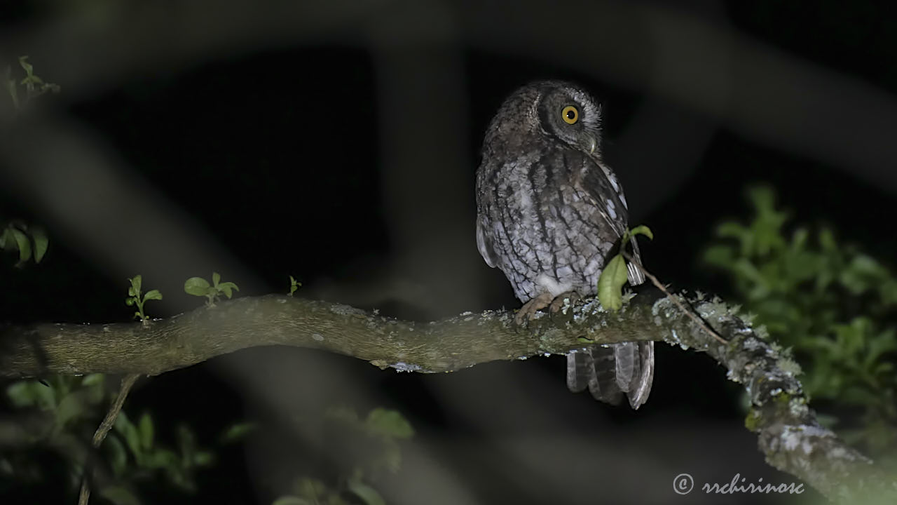 Koepcke's screech-owl