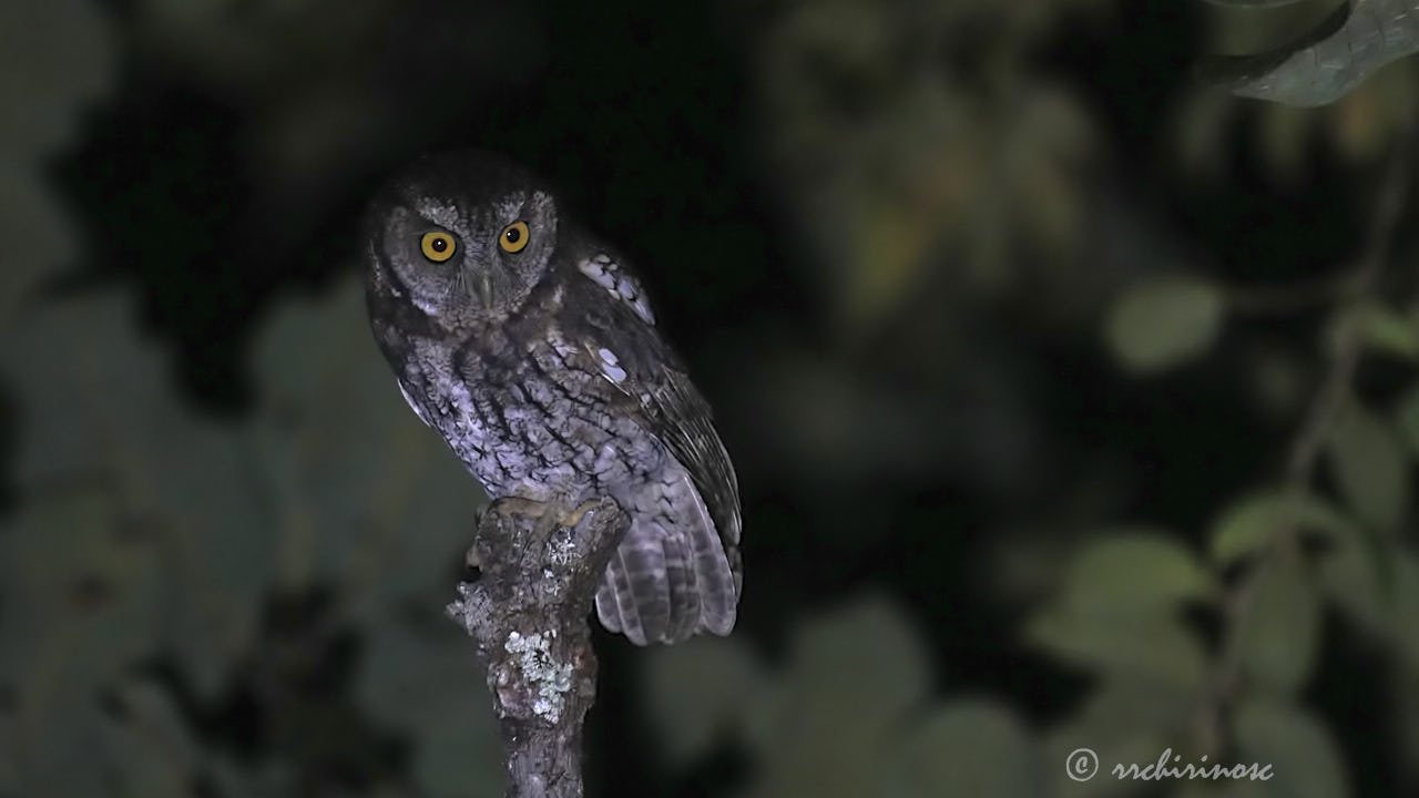 Koepcke's screech-owl
