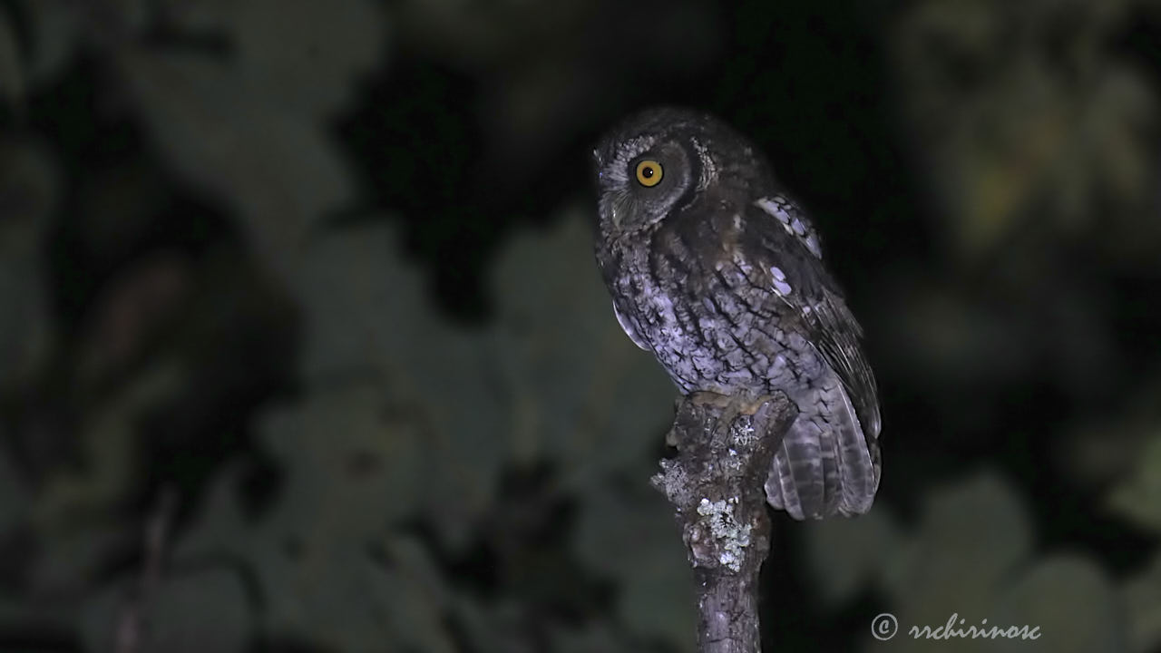 Koepcke's screech-owl