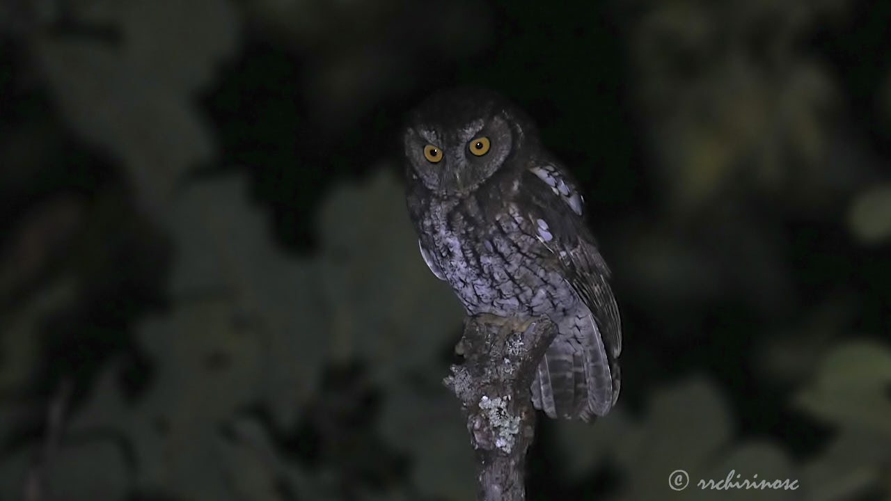 Koepcke's screech-owl