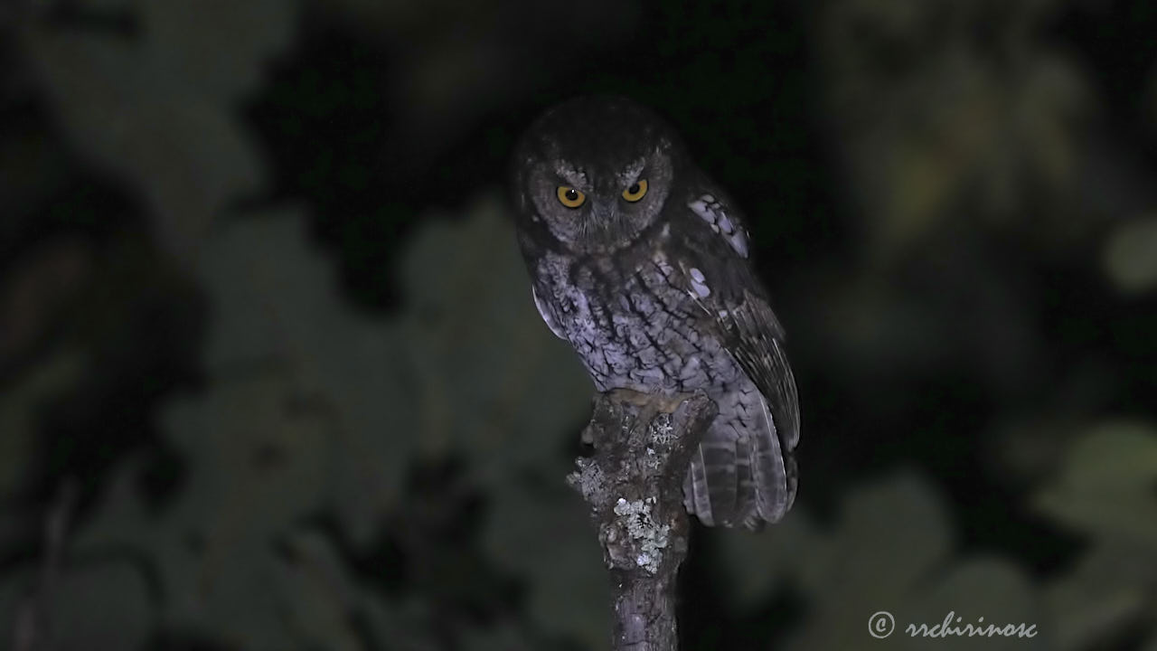 Koepcke's screech-owl