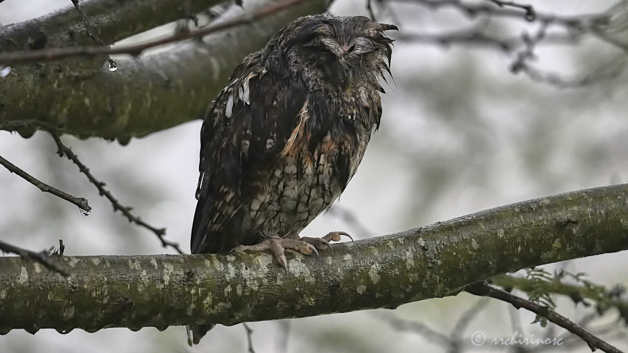 Koepcke's screech-owl