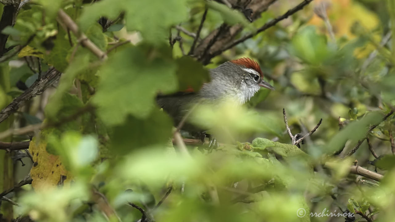 Line-cheeked spinetail