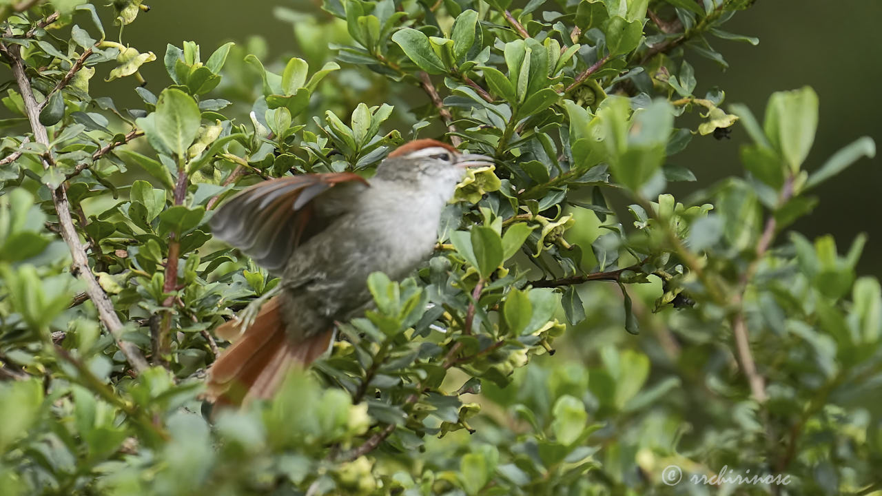 Line-cheeked spinetail