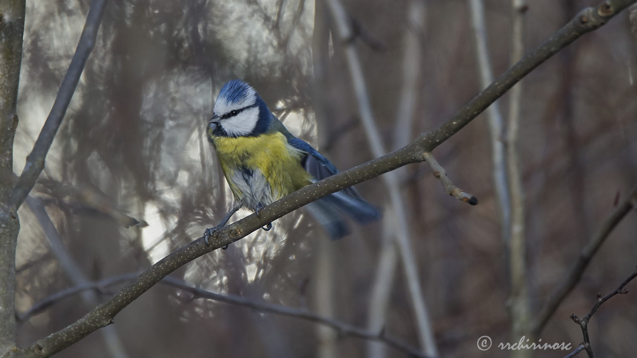 Blue tit