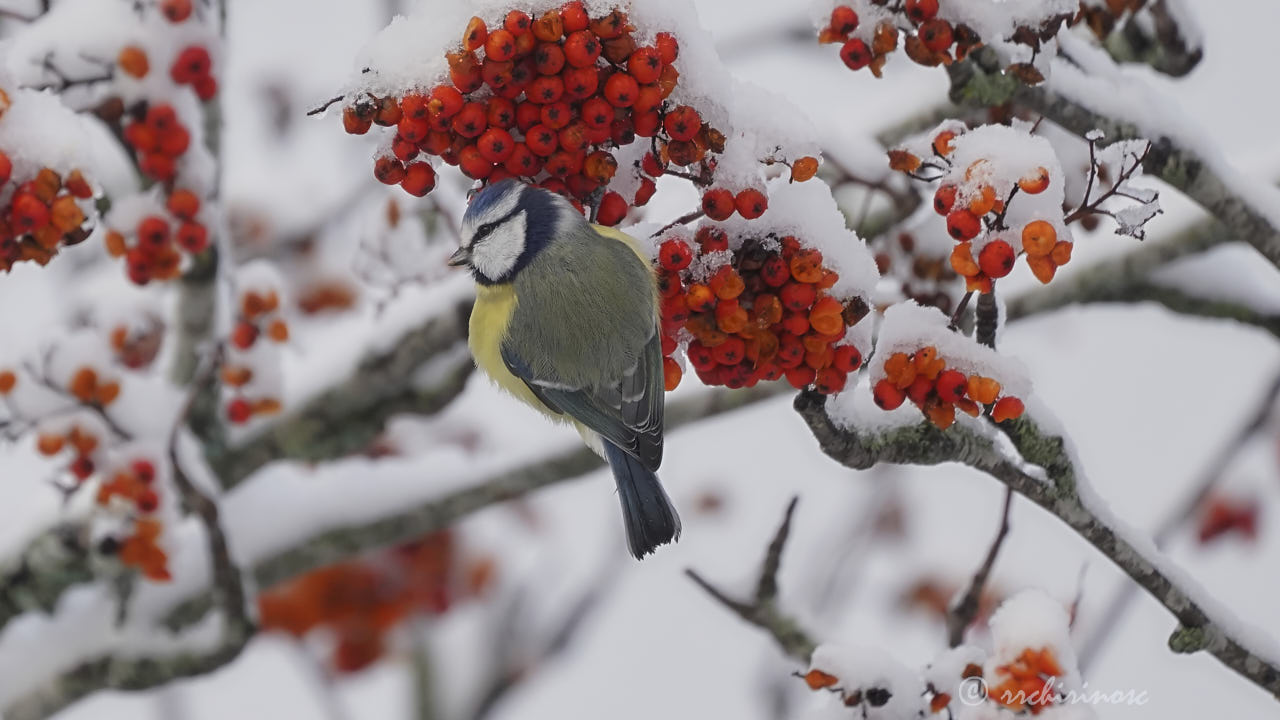 Blue tit