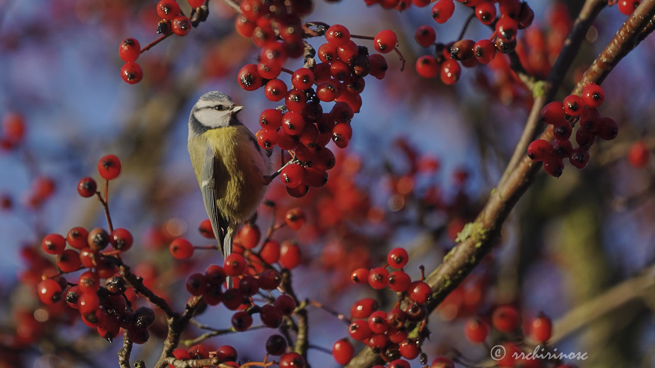 Blue tit