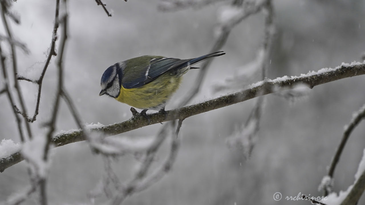 Blue tit