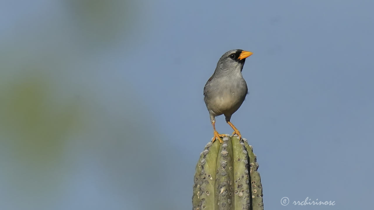 Little inca finch