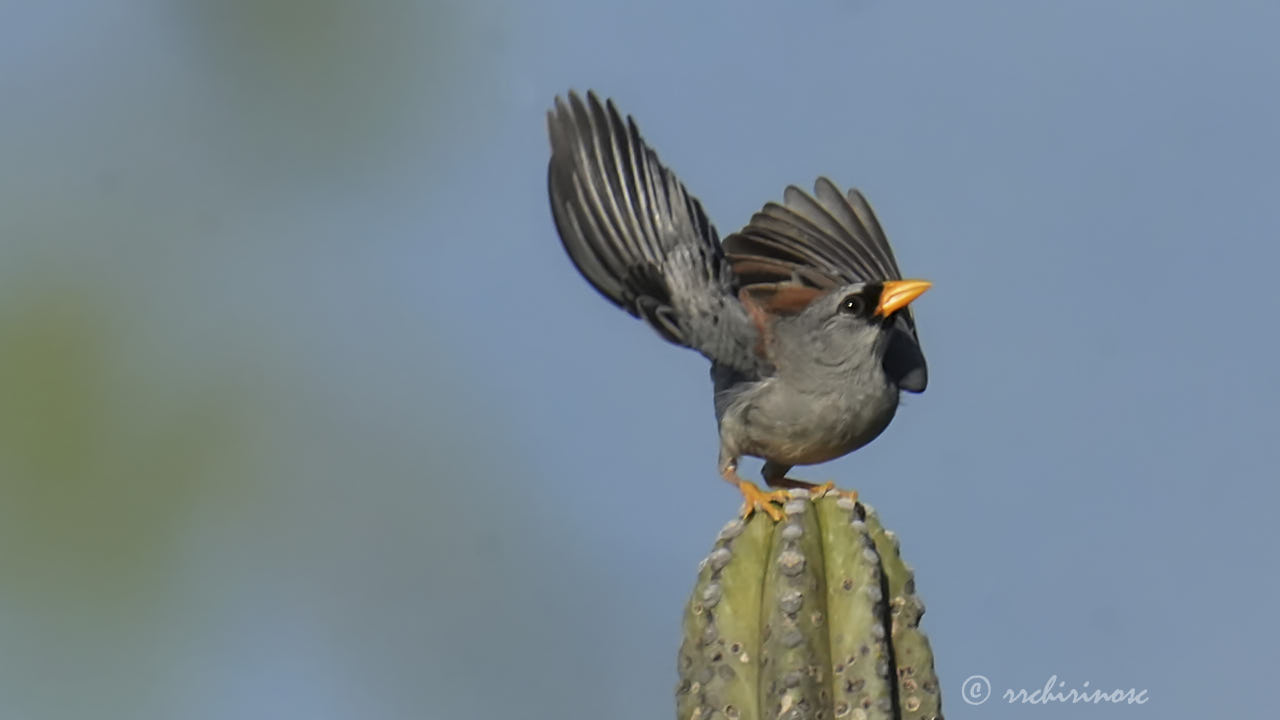 Little inca finch