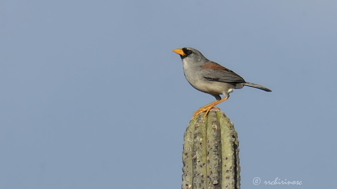 Little inca finch