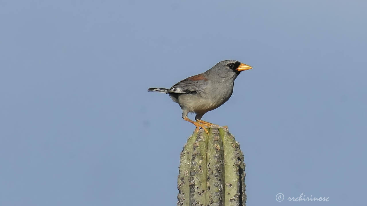 Little inca finch