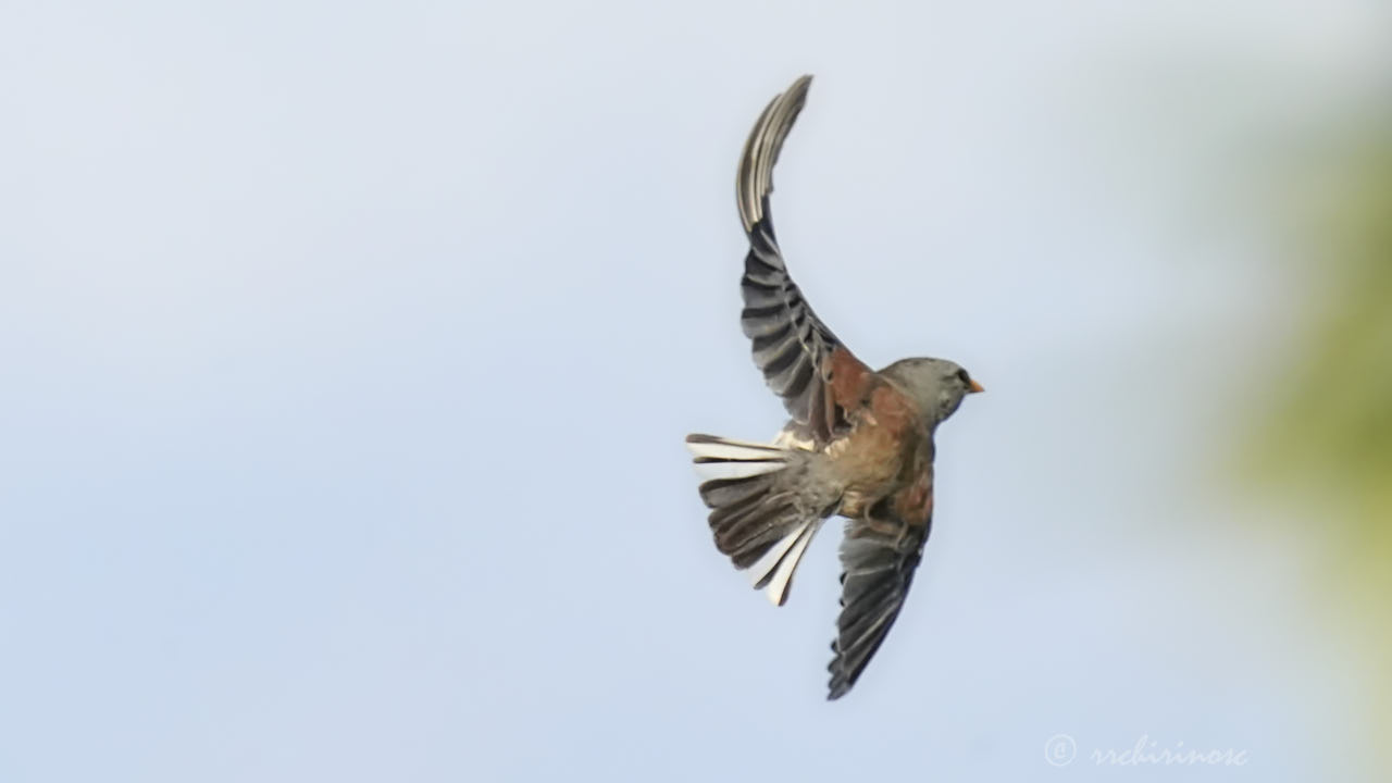 Little inca finch