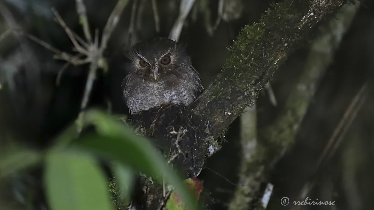 Long-whiskered owlet