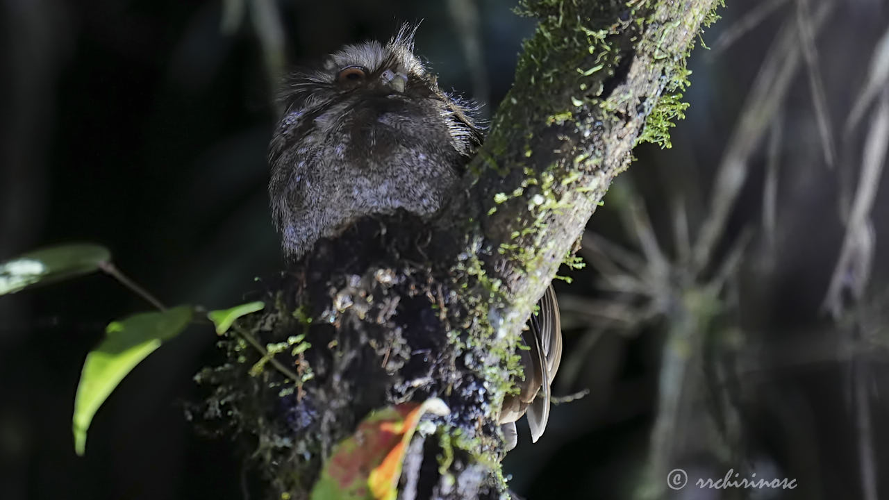 Long-whiskered owlet