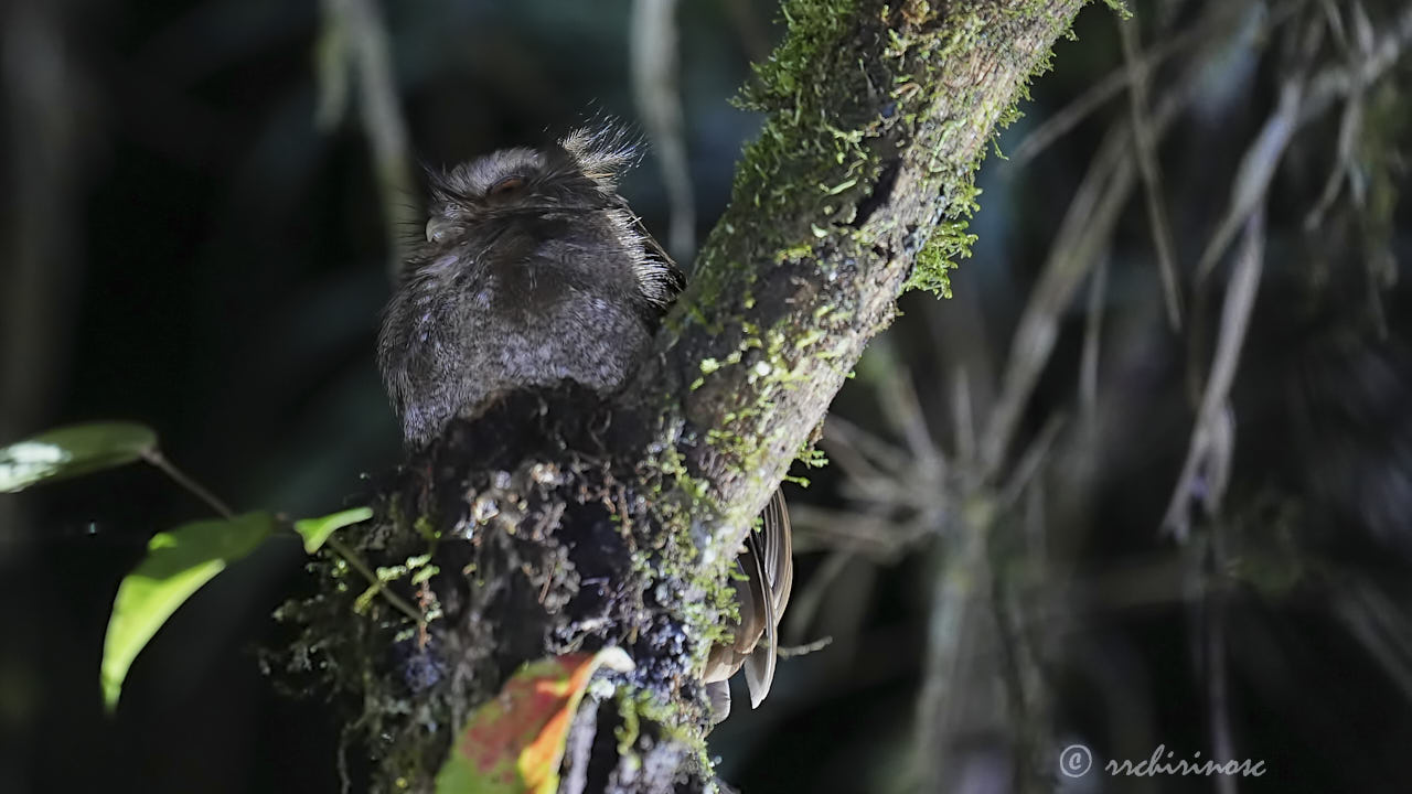 Long-whiskered owlet