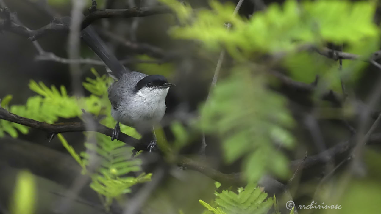 Marañon gnatcatcher
