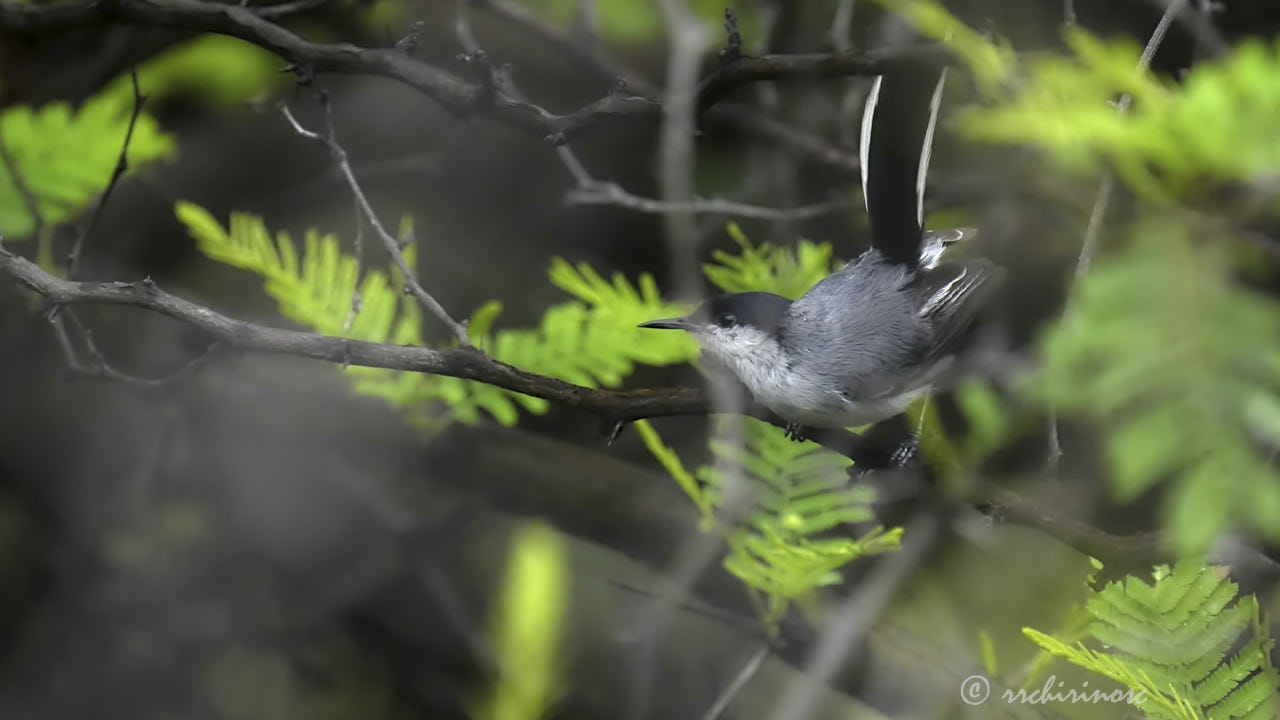Marañon gnatcatcher