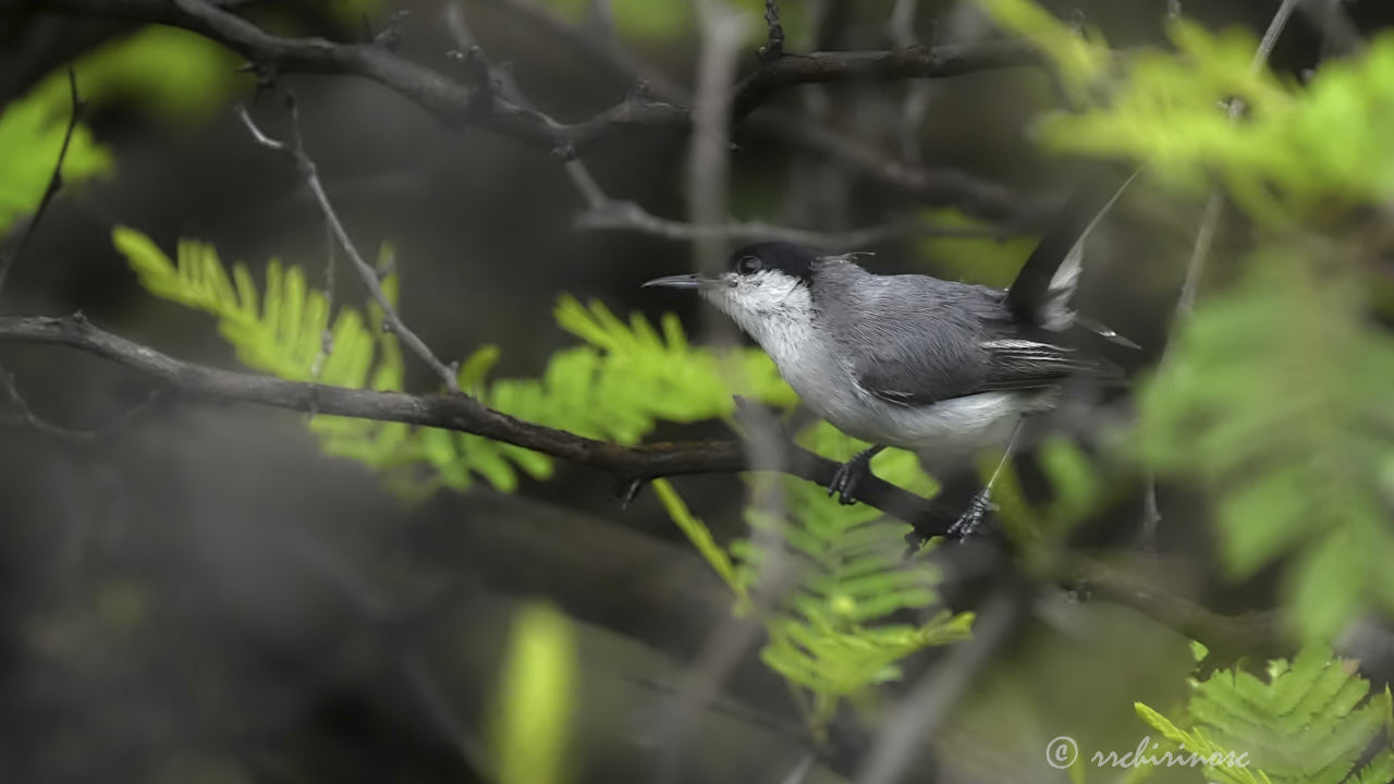 Marañon gnatcatcher