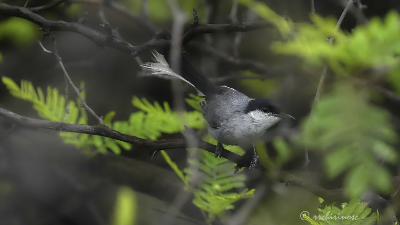 Marañon gnatcatcher