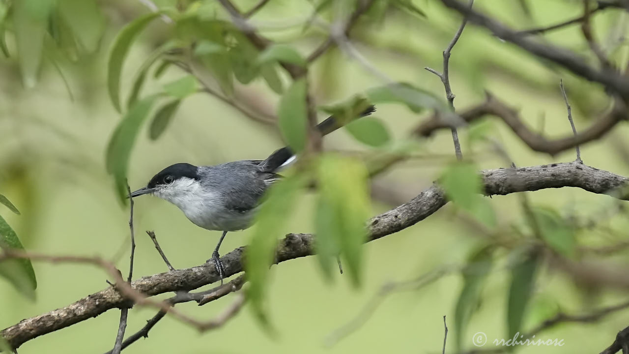 Marañon gnatcatcher