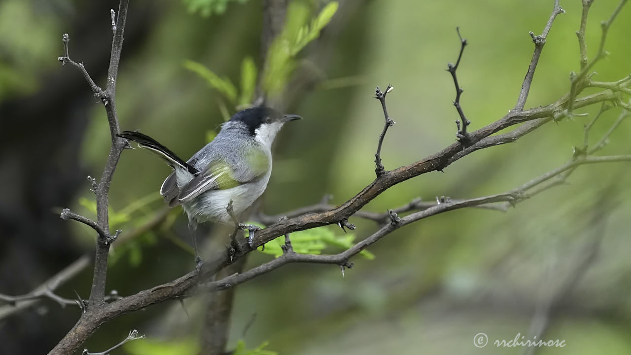 Marañon gnatcatcher
